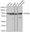 KH domain-containing, RNA-binding, signal transduction-associated protein 1 antibody, STJ29932, St John