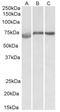 Cyclin D Binding Myb Like Transcription Factor 1 antibody, AP32950PU-N, Origene, Western Blot image 