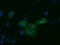 Kelch Like Family Member 2 antibody, TA501618, Origene, Immunofluorescence image 