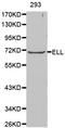 RNA polymerase II elongation factor ELL antibody, LS-C331051, Lifespan Biosciences, Western Blot image 