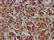 Cytochrome P450 Family 8 Subfamily B Member 1 antibody, CSB-PA006462LA01HU, Cusabio, Immunohistochemistry paraffin image 