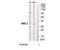 Mannose Binding Lectin 2 antibody, TA313357, Origene, Western Blot image 