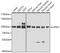 G Elongation Factor Mitochondrial 1 antibody, 19-530, ProSci, Western Blot image 