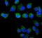 Syntaxin-binding protein 2 antibody, PB9820, Boster Biological Technology, Immunofluorescence image 