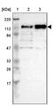 Centrosomal Protein 97 antibody, PA5-51790, Invitrogen Antibodies, Western Blot image 