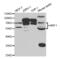 Nuclear Respiratory Factor 1 antibody, abx004247, Abbexa, Western Blot image 