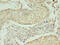 Neuregulin 2 antibody, A60070-100, Epigentek, Immunohistochemistry paraffin image 