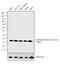Histone H3 antibody, PA5-16195, Invitrogen Antibodies, Western Blot image 