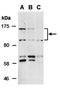 Selectin P antibody, orb67244, Biorbyt, Western Blot image 