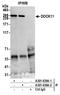 Dedicator Of Cytokinesis 11 antibody, A301-639A, Bethyl Labs, Immunoprecipitation image 