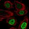 CCAAT Enhancer Binding Protein Beta antibody, HPA061355, Atlas Antibodies, Immunofluorescence image 