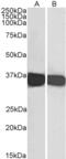 GAPDH antibody, AHP1064, Bio-Rad (formerly AbD Serotec) , Immunohistochemistry paraffin image 
