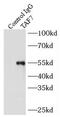 TATA-Box Binding Protein Associated Factor 7 antibody, FNab08488, FineTest, Immunoprecipitation image 