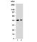 F-Box Protein 5 antibody, V7090-100UG, NSJ Bioreagents, Western Blot image 