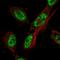 Cell Division Cycle 27 antibody, HPA052399, Atlas Antibodies, Immunofluorescence image 