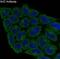 Nuclear Factor, Erythroid 2 Like 2 antibody, M00078, Boster Biological Technology, Immunofluorescence image 