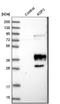 Aquaporin 3 (Gill Blood Group) antibody, NBP2-33872, Novus Biologicals, Western Blot image 