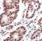 Histone Cluster 1 H2A Family Member M antibody, PA5-17600, Invitrogen Antibodies, Immunohistochemistry frozen image 