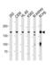Plakophilin 4 antibody, TA325184, Origene, Western Blot image 