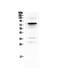 Complement component C9 antibody, A01010-2, Boster Biological Technology, Western Blot image 