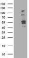 Aldehyde Dehydrogenase 3 Family Member A2 antibody, CF503143, Origene, Western Blot image 