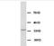 WD Repeat Domain 83 antibody, GTX38544, GeneTex, Western Blot image 