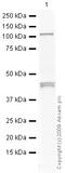 Protein argonaute-1 antibody, ab5070, Abcam, Western Blot image 