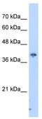 Phosphoinositide-binding protein PIP3-E antibody, TA339330, Origene, Western Blot image 