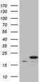 Peptidylprolyl Isomerase F antibody, TA809070, Origene, Western Blot image 