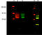 Cannabinoid Receptor 2 antibody, ADI-905-820-100, Enzo Life Sciences, Western Blot image 