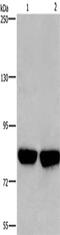 Phosphofructokinase, Platelet antibody, CSB-PA791074, Cusabio, Western Blot image 