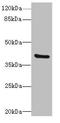 Tropomodulin 4 antibody, LS-C676610, Lifespan Biosciences, Western Blot image 