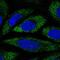 Progressive ankylosis protein antibody, PA5-66977, Invitrogen Antibodies, Immunofluorescence image 