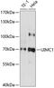 Ubiquitin Interaction Motif Containing 1 antibody, 19-461, ProSci, Western Blot image 