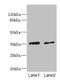Ephrin B3 antibody, LS-C675691, Lifespan Biosciences, Western Blot image 