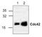 Cell Division Cycle 42 antibody, TA318866, Origene, Western Blot image 