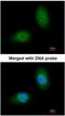 Heat Shock Protein Family B (Small) Member 8 antibody, NBP1-30922, Novus Biologicals, Immunocytochemistry image 