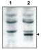 General receptor for phosphoinositides 1-associated scaffold protein antibody, GTX48721, GeneTex, Western Blot image 
