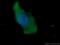 NFKB Inhibitor Interacting Ras Like 2 antibody, 10174-1-AP, Proteintech Group, Immunofluorescence image 