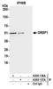 G-Rich RNA Sequence Binding Factor 1 antibody, A305-137A, Bethyl Labs, Immunoprecipitation image 