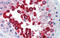 JAZF Zinc Finger 1 antibody, ARP40012_P050, Aviva Systems Biology, Immunohistochemistry paraffin image 