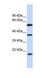 5'-Nucleotidase Domain Containing 1 antibody, orb326001, Biorbyt, Western Blot image 