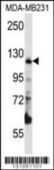 Pitrilysin Metallopeptidase 1 antibody, 56-391, ProSci, Western Blot image 
