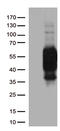 Programmed Cell Death 1 antibody, UM870091, Origene, Western Blot image 