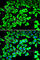 Ribosomal Protein Lateral Stalk Subunit P2 antibody, A6974, ABclonal Technology, Immunofluorescence image 