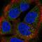 BTG Anti-Proliferation Factor 4 antibody, HPA057157, Atlas Antibodies, Immunocytochemistry image 