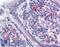 Vasodilator Stimulated Phosphoprotein antibody, LS-B4264, Lifespan Biosciences, Immunohistochemistry frozen image 