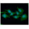Eukaryotic Translation Elongation Factor 1 Alpha 1 antibody, GTX57614, GeneTex, Immunocytochemistry image 