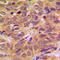 Forkhead Box O4 antibody, LS-C352513, Lifespan Biosciences, Immunohistochemistry frozen image 