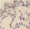 Interleukin 1 Beta antibody, FNab10305, FineTest, Immunohistochemistry frozen image 